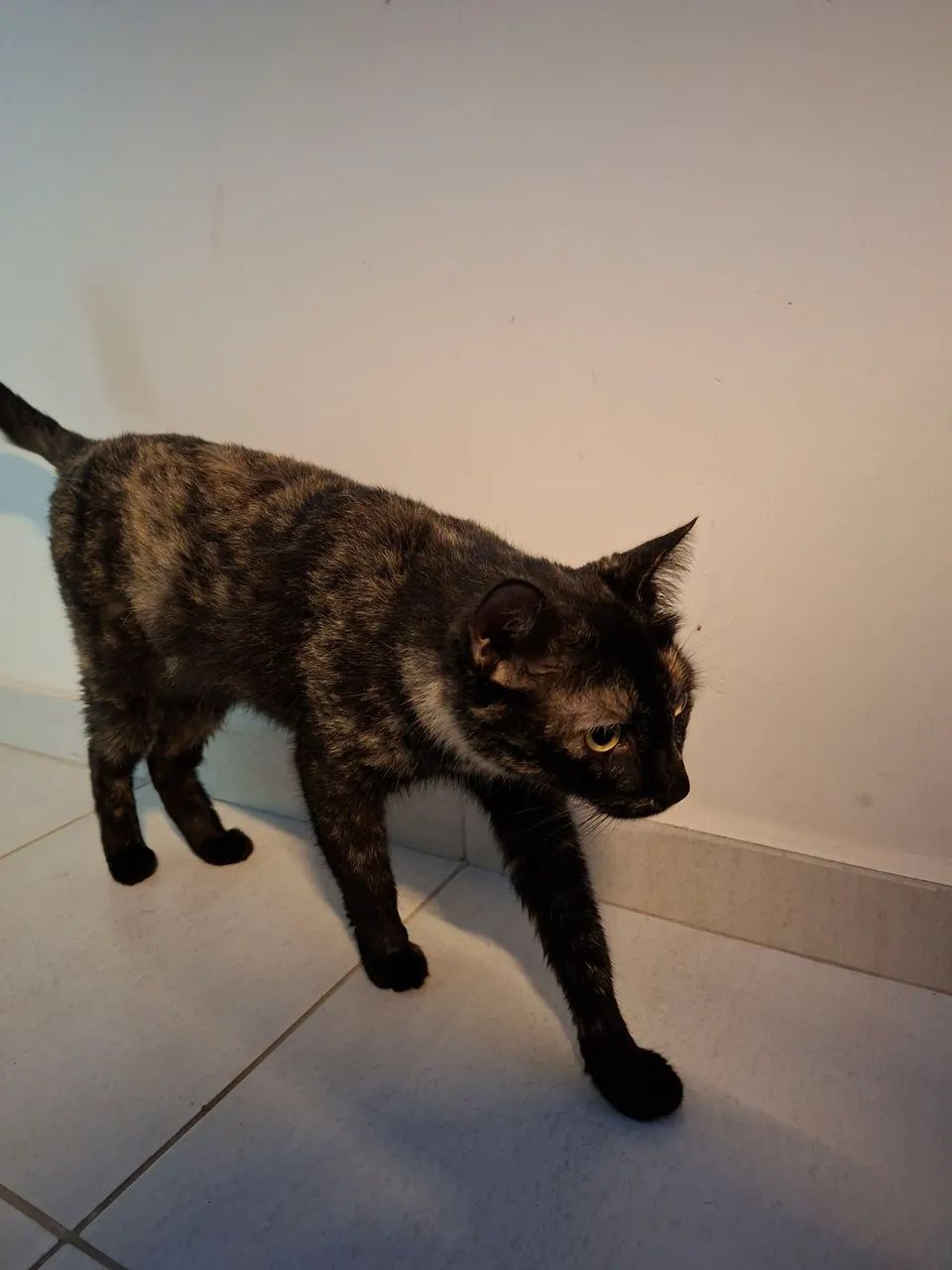 Gata para adoção - castrada - Foto 2
