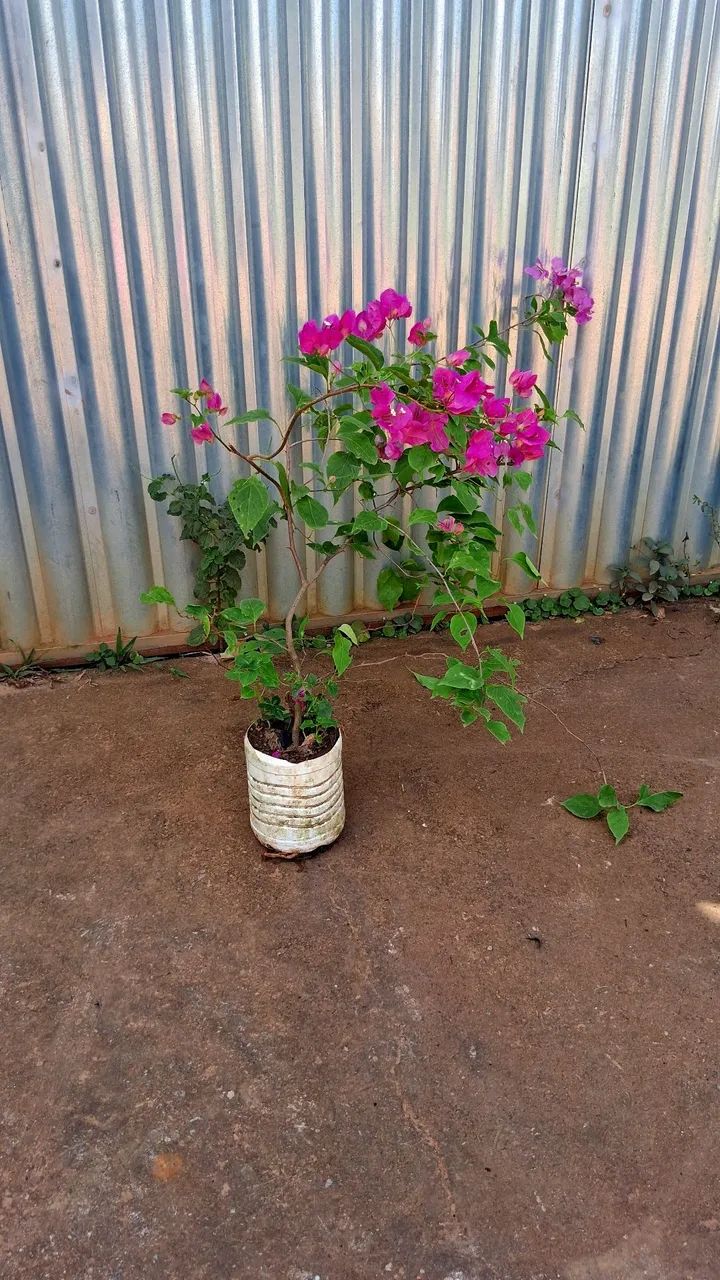 Primavera cor de rosa  - Foto 2