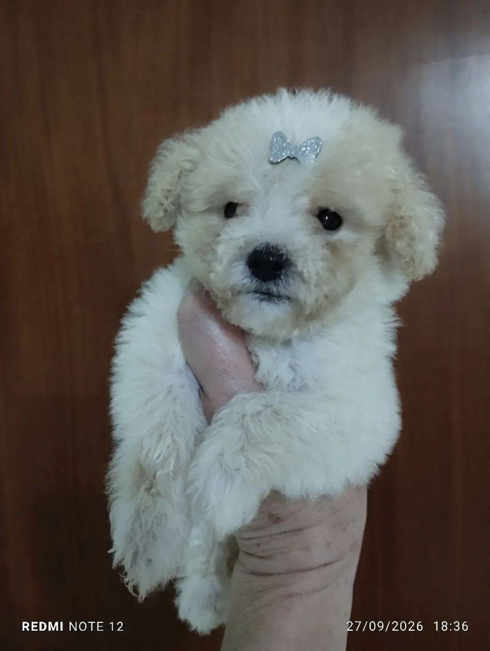 Poodle toy - Foto 3