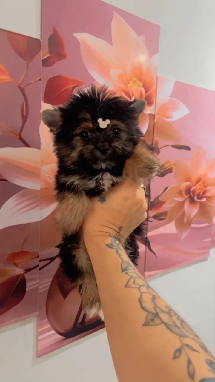 Yorkshire mini macho