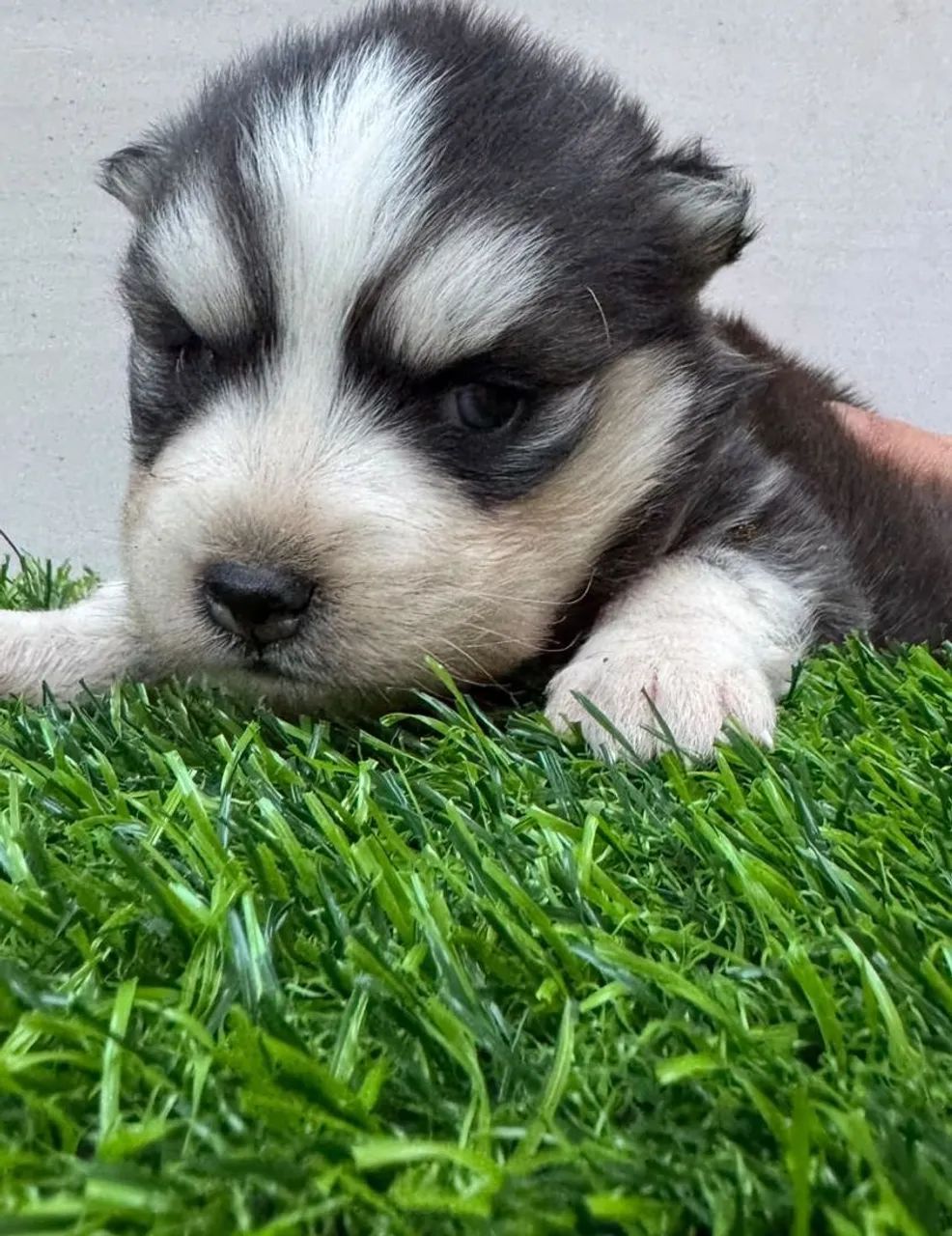Husky siberiano  - Foto 3