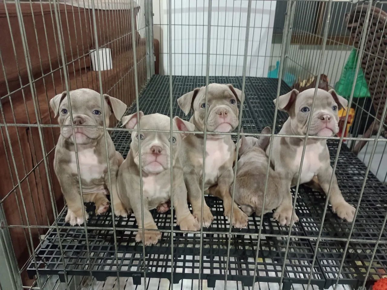 American Bully 
