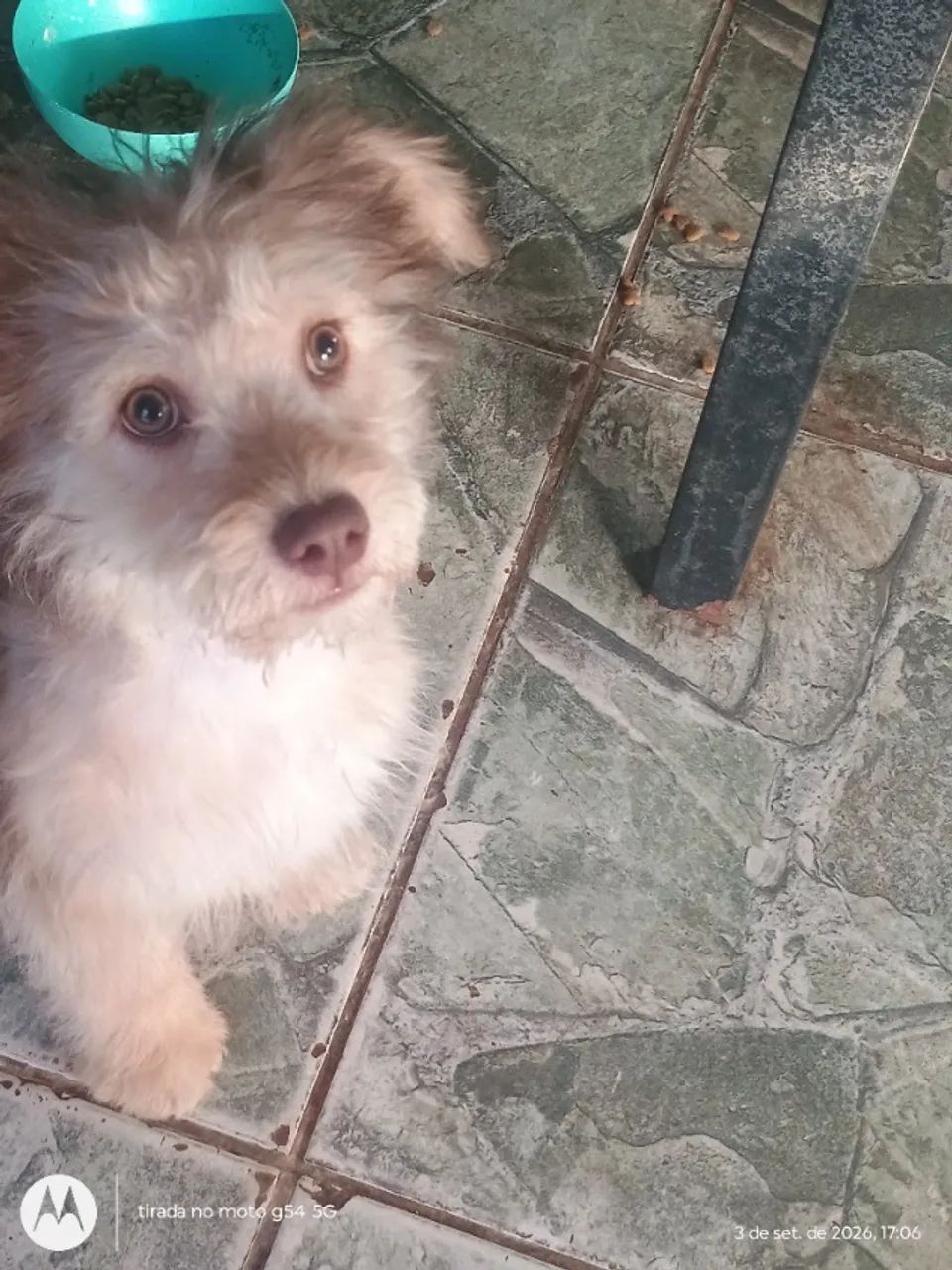 Cachorro  - Foto 4