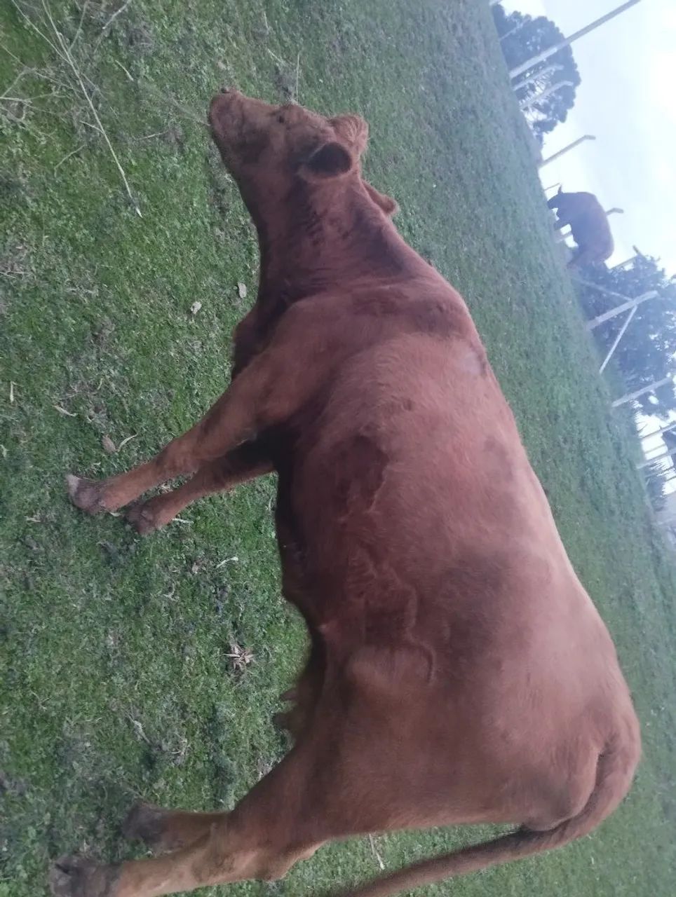 Vaca Red angus  - Foto 3