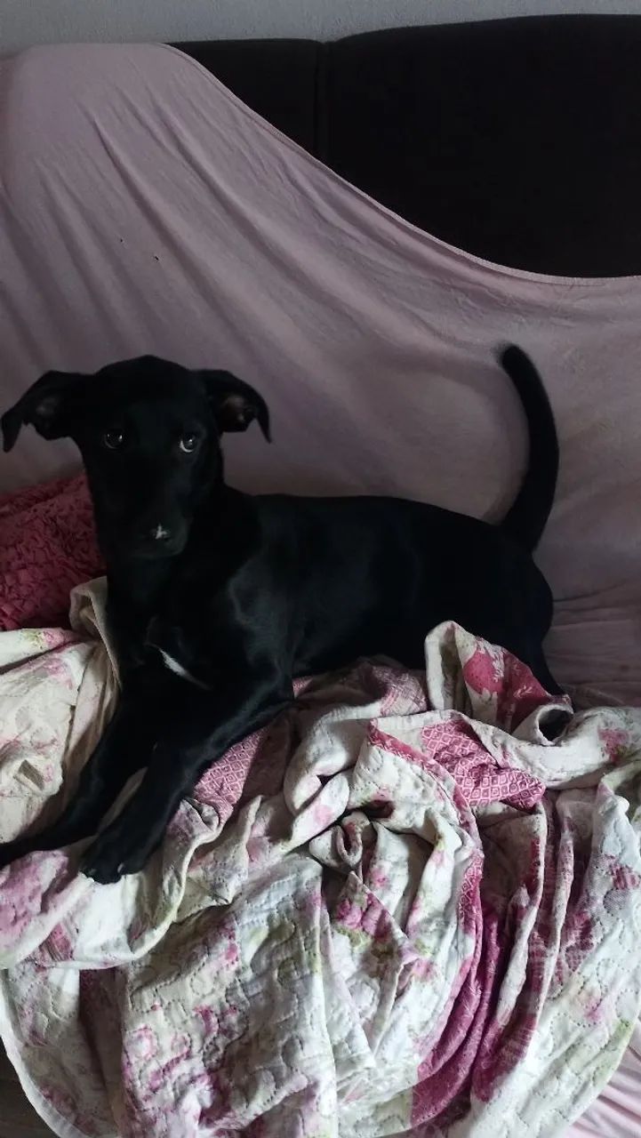 Doação de cachorrinha  - Foto 2