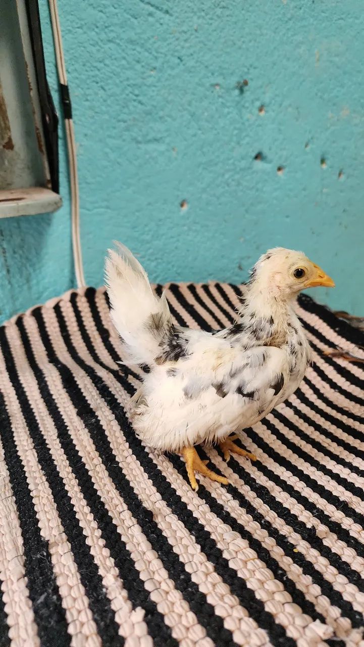 Franguinhos Nagasaki  - Foto 3