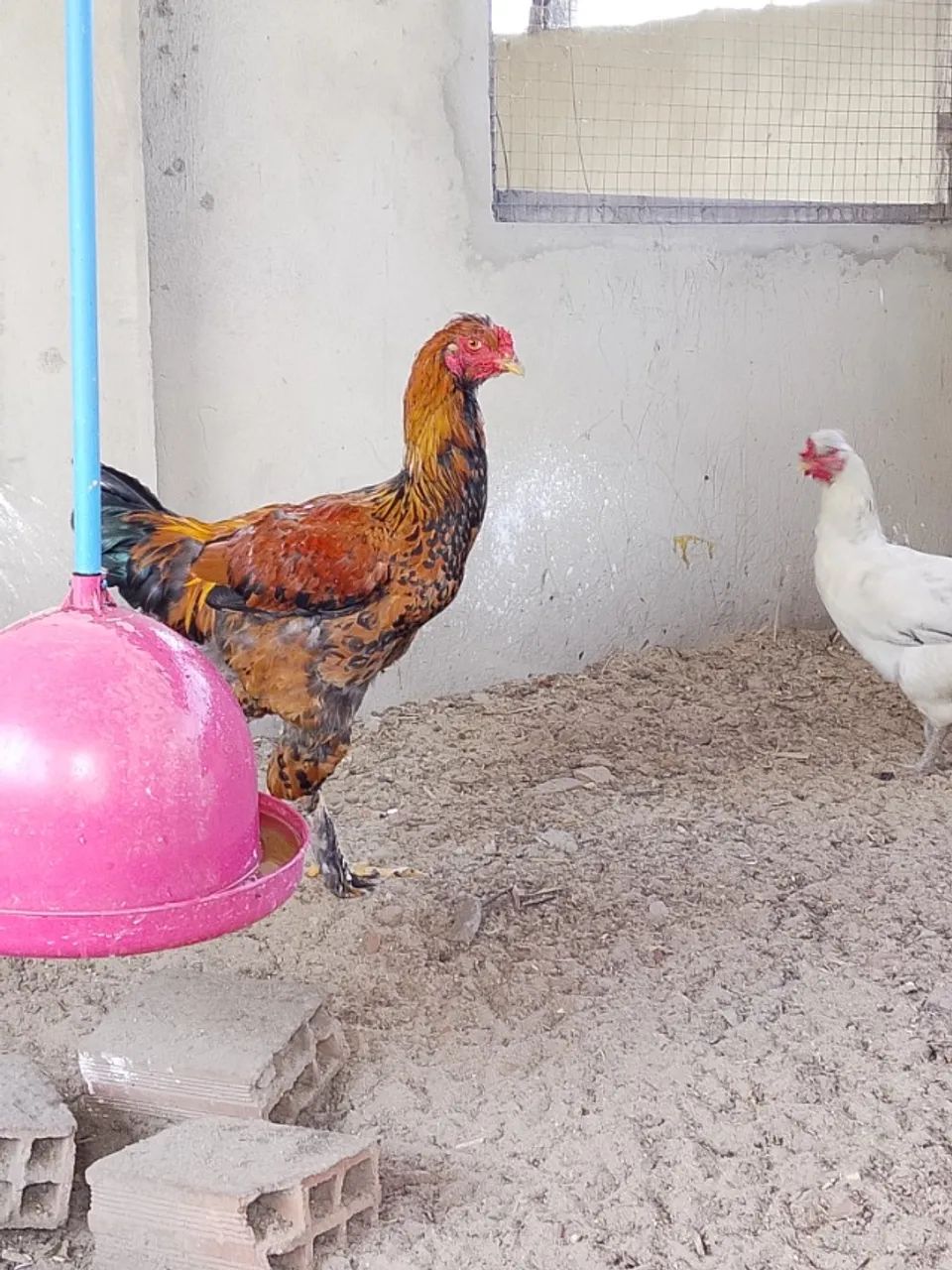 Frango graúdo 