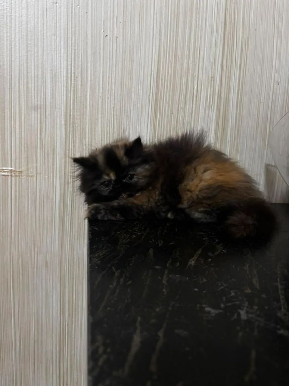 Filhote fêmea de gato persa - Foto 3