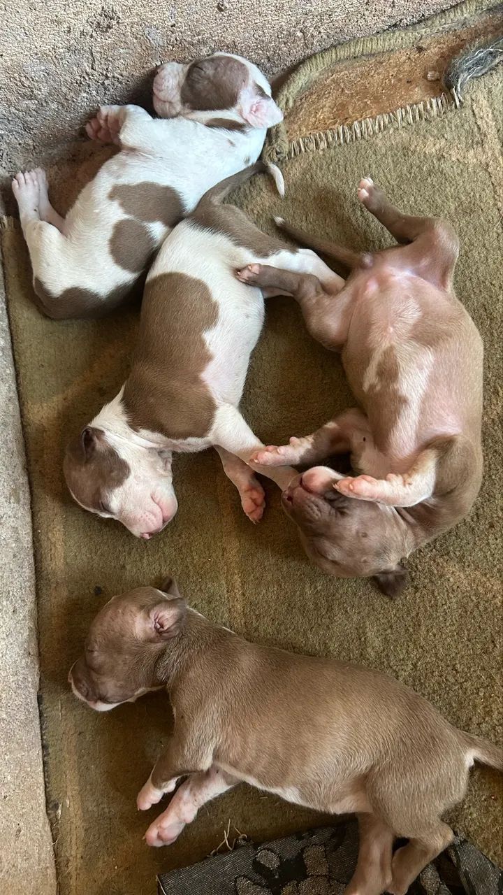 Filhotes de Pitbull  - Foto 4