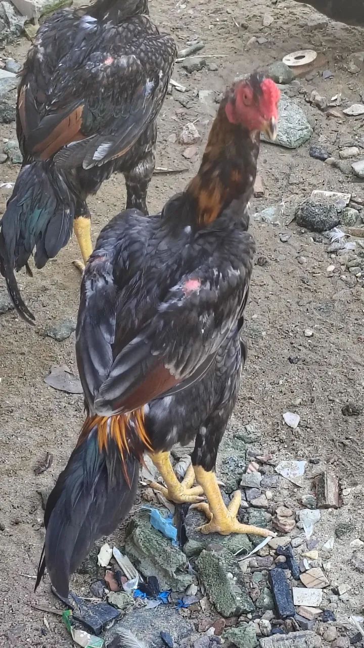 Vende-se casais de frangos da raça Mura entre 5 e 6 meses r$500 individual r$300 - Foto 5