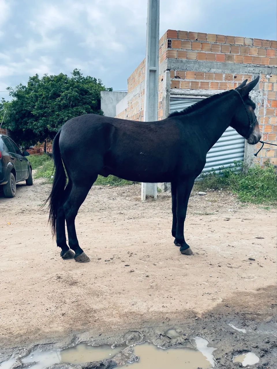 A venda Burro Preto - Foto 3