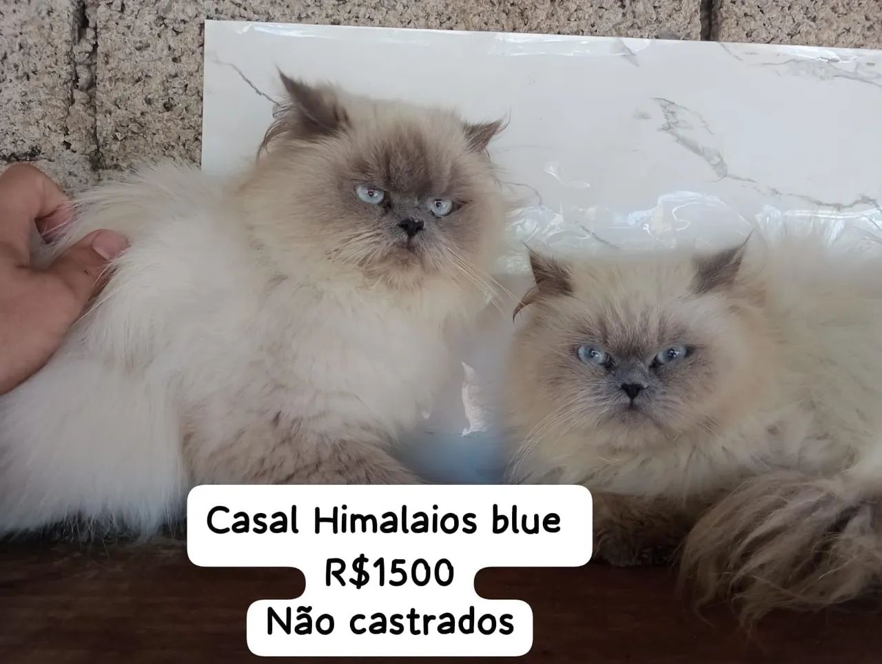 Persa Himalaio - Foto 3