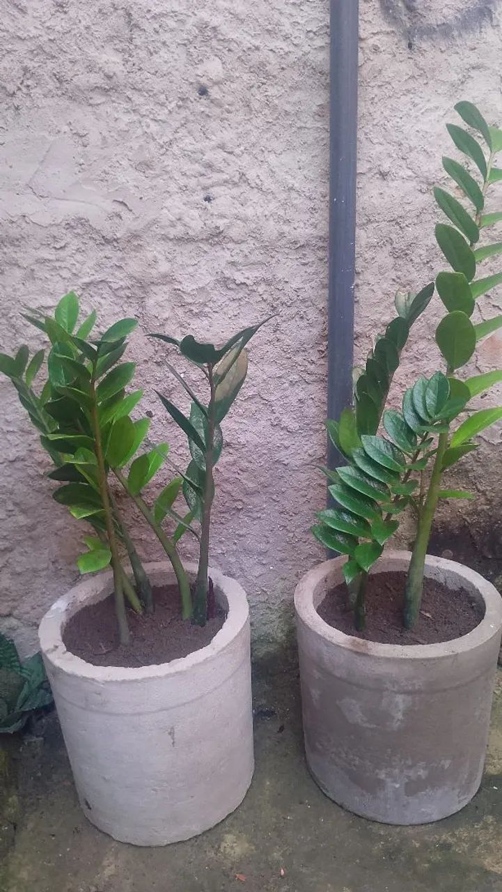 Planta  - Foto 2