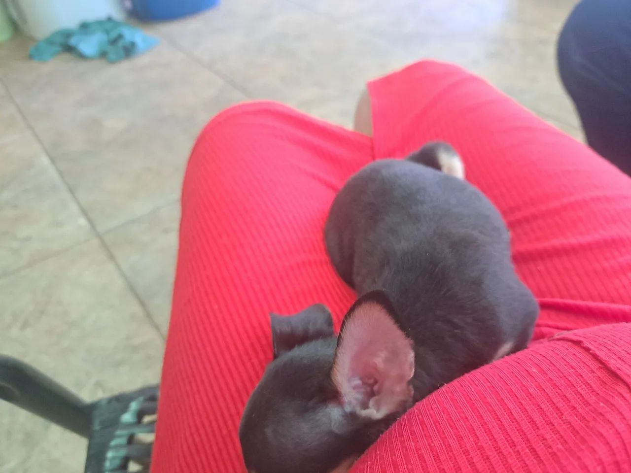 filhote de pinscher macho  - Foto 5