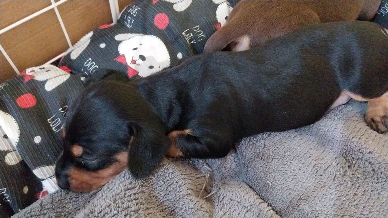 Vendo filhote de salsicha macho