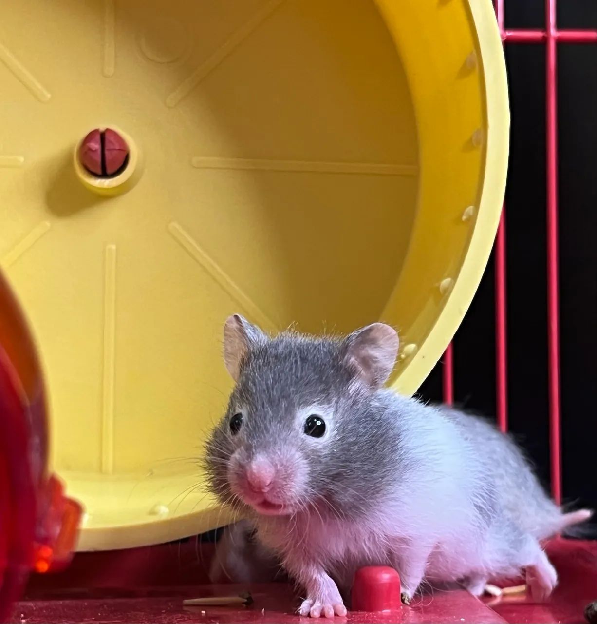 Filhotes de hamster sírio.  - Foto 2