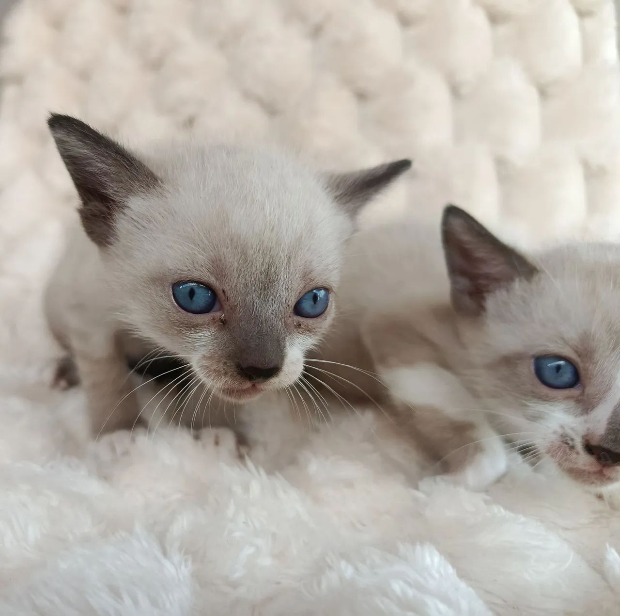 Gatos para doação  - Foto 2