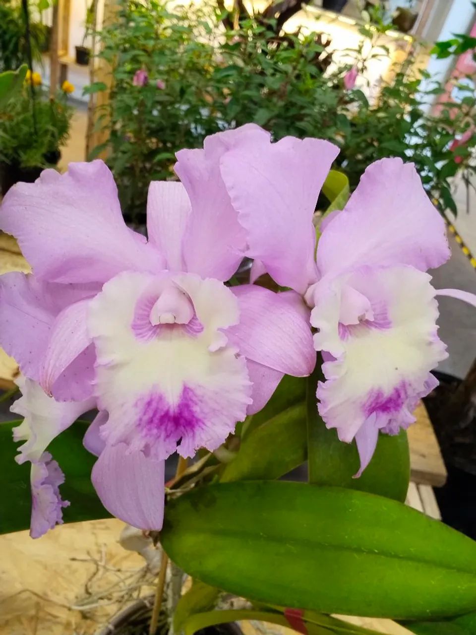 Orquídeas  - Foto 5