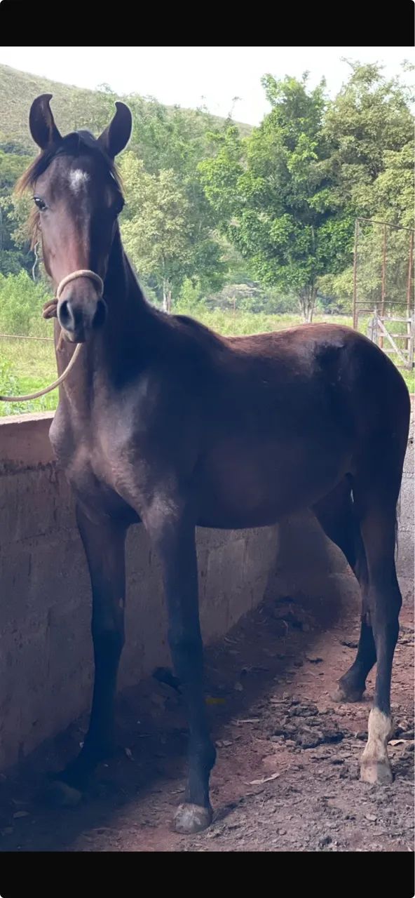 Potro macho  - Foto 3