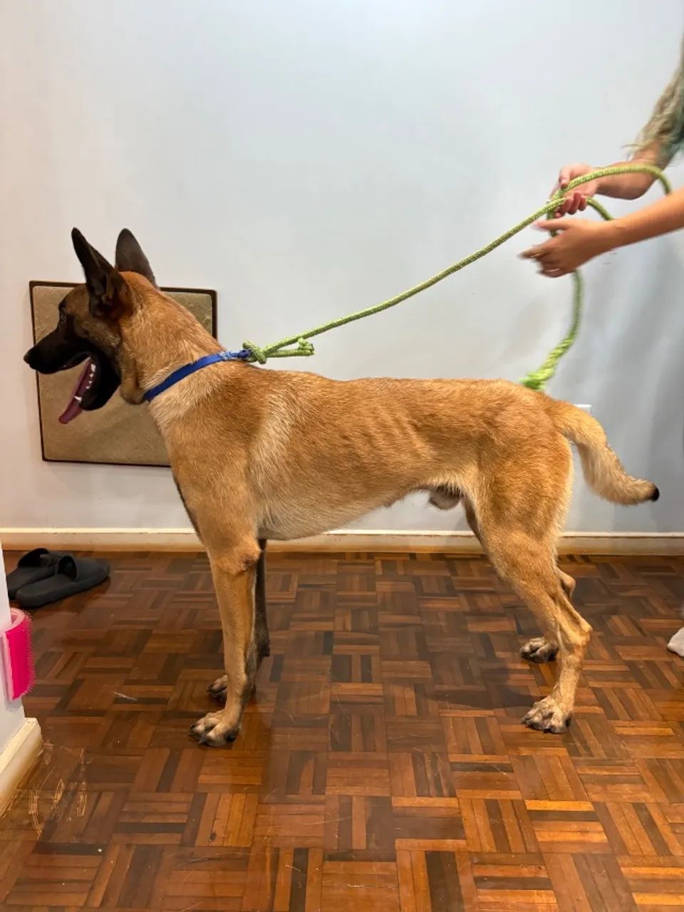 Doação Pastor Malinois - Foto 3