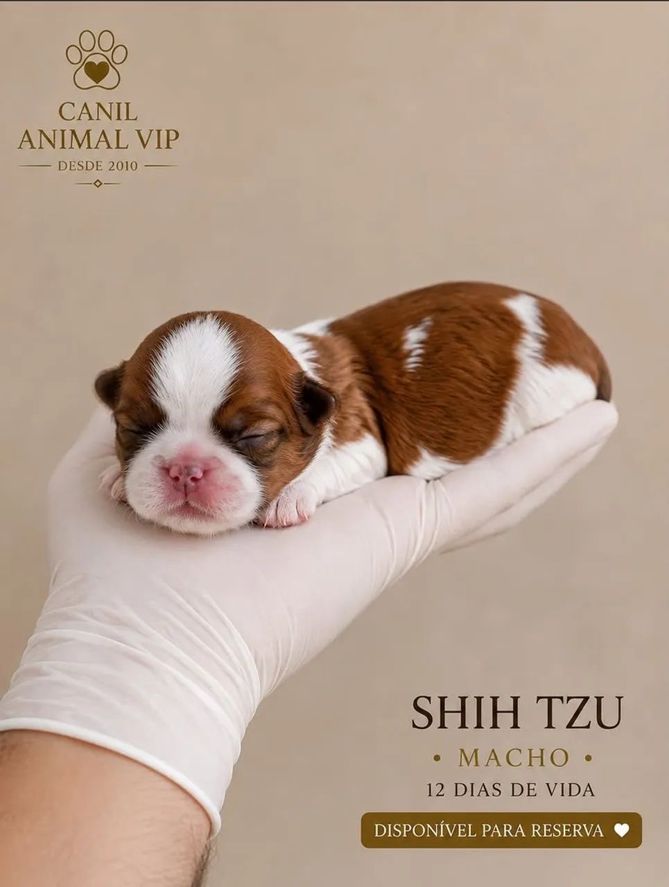 Shih Tzu macho