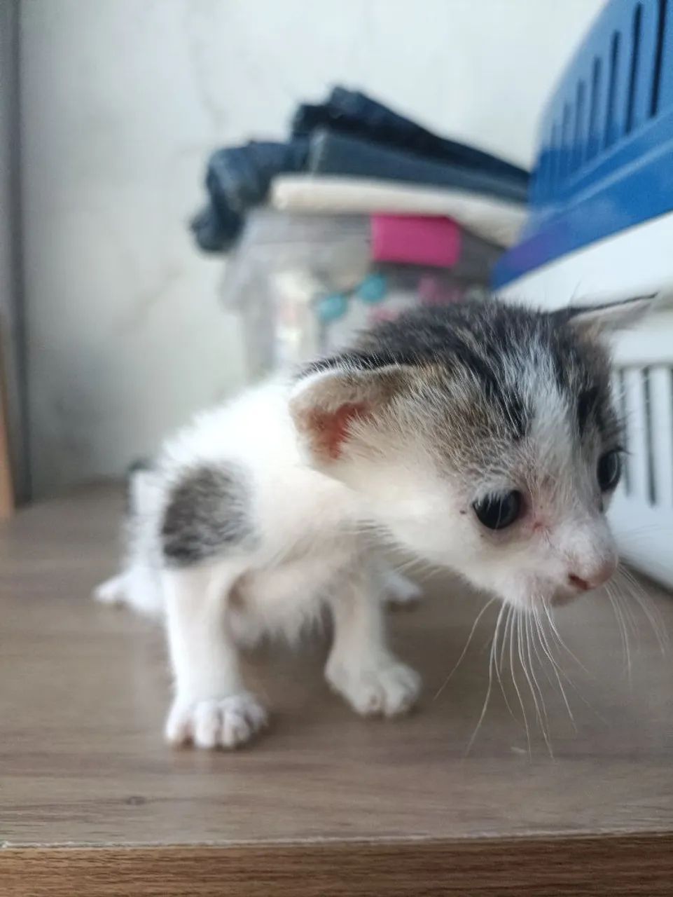 Gatos para adoção  - Foto 4