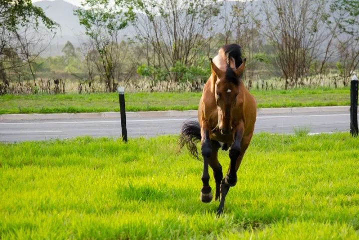 Cavalo - Foto 3
