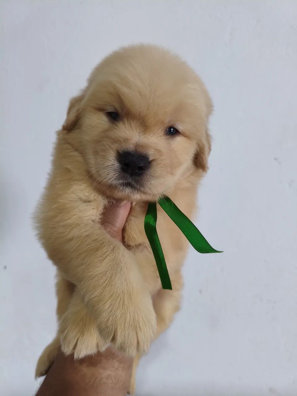 Golden femea com 55 dias vermifugado 