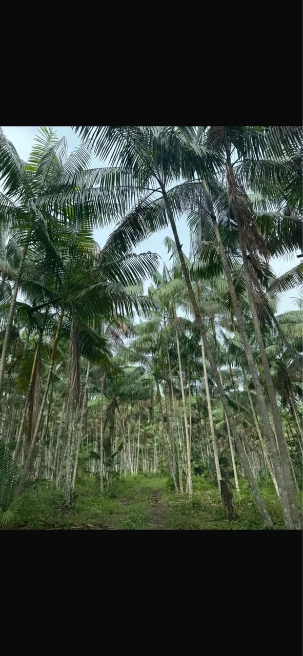 45 hectares de açaí produzindo