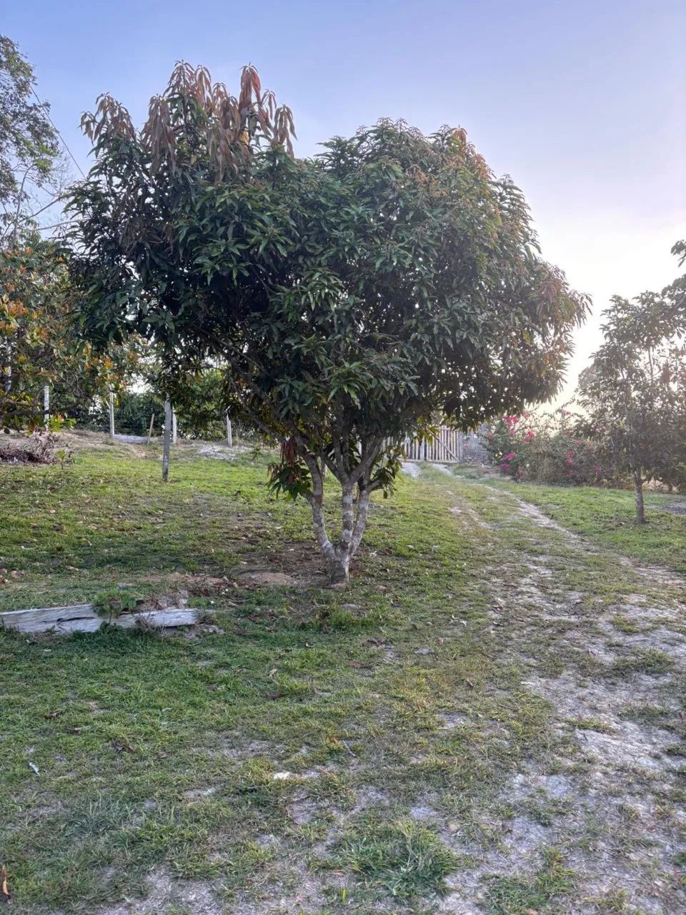 Sítio à Venda  - Foto 2