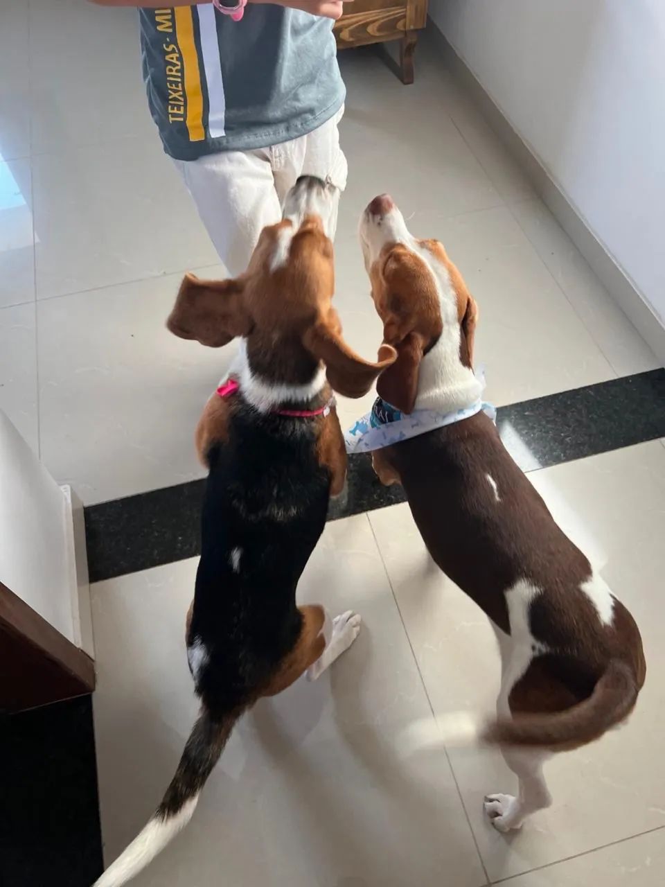 Mini beagles 13 polegadas  - Foto 5