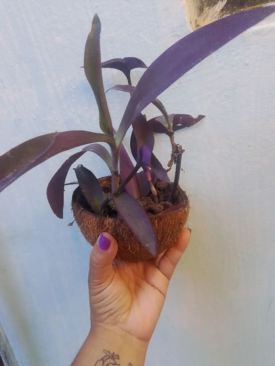 Plantinhas Suculentas no casco de coco - Foto 4