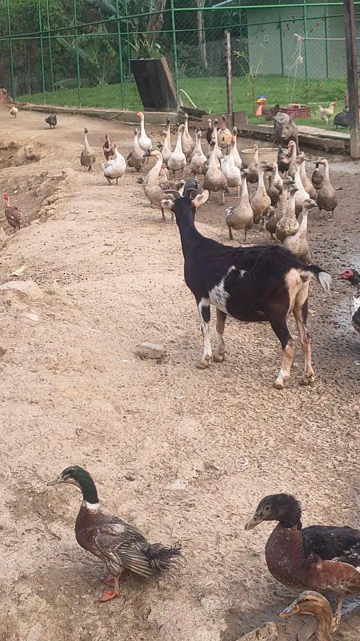 Bode e cabras  - Foto 4