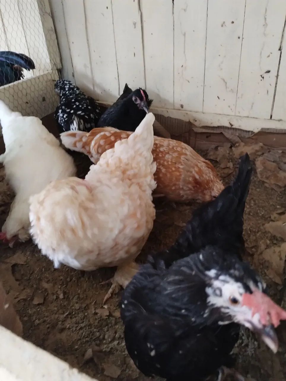 Franguinhas Belgian  - Foto 2