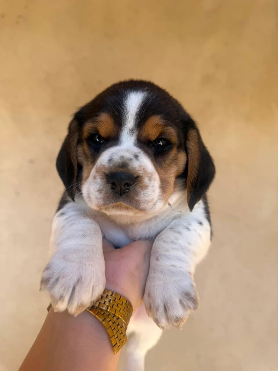 Beagle 13 polegadas tricolor e bicolor  - Foto 2