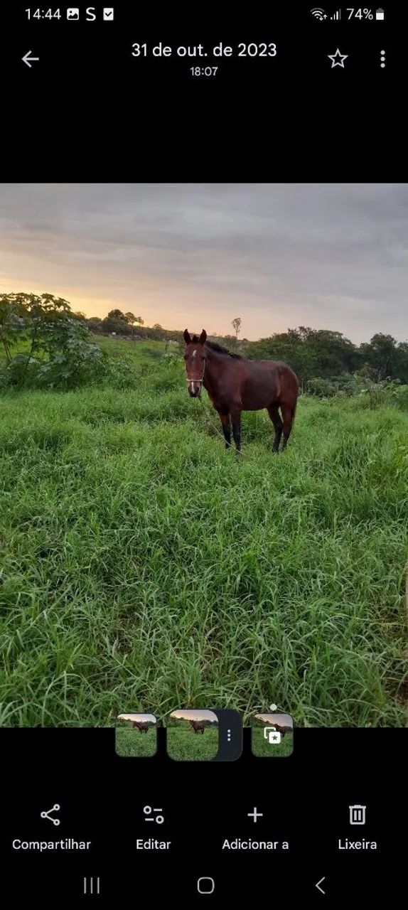 Vendo cavalo  - Foto 2