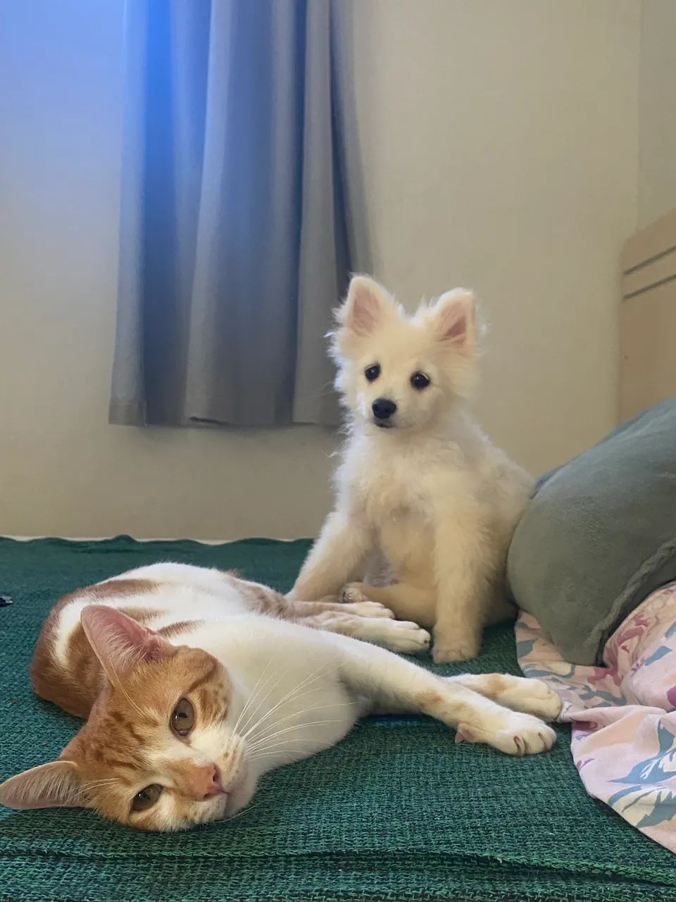 Spitz alemão macho  - Foto 2