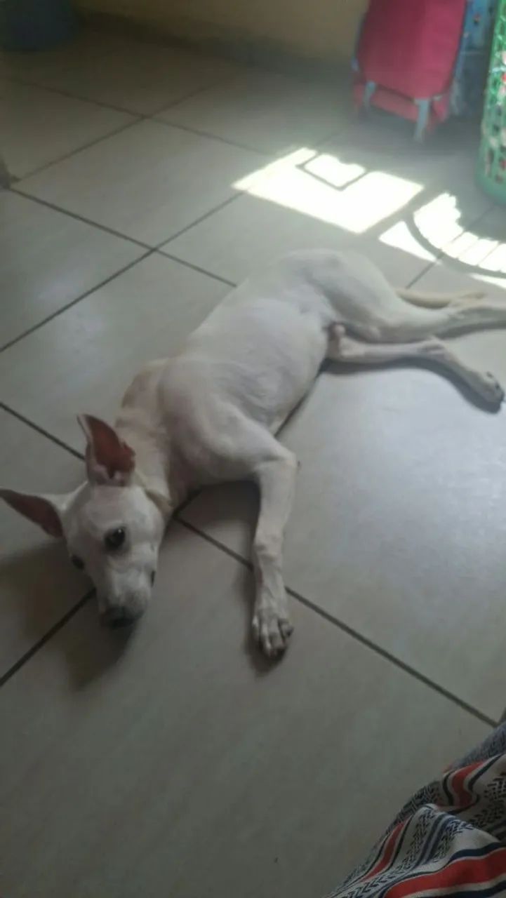 Cachorro pra doação 