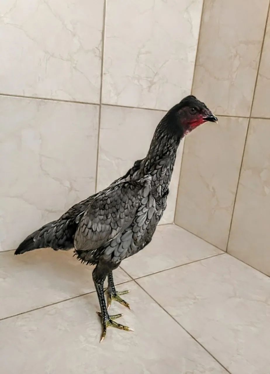 Galinhas tailandesas com ganoi - Foto 2