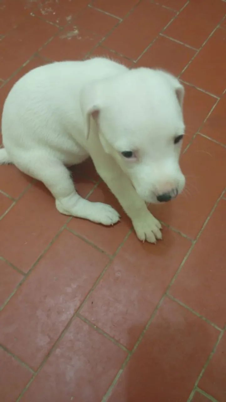 Cachorro dálmata  - Foto 2