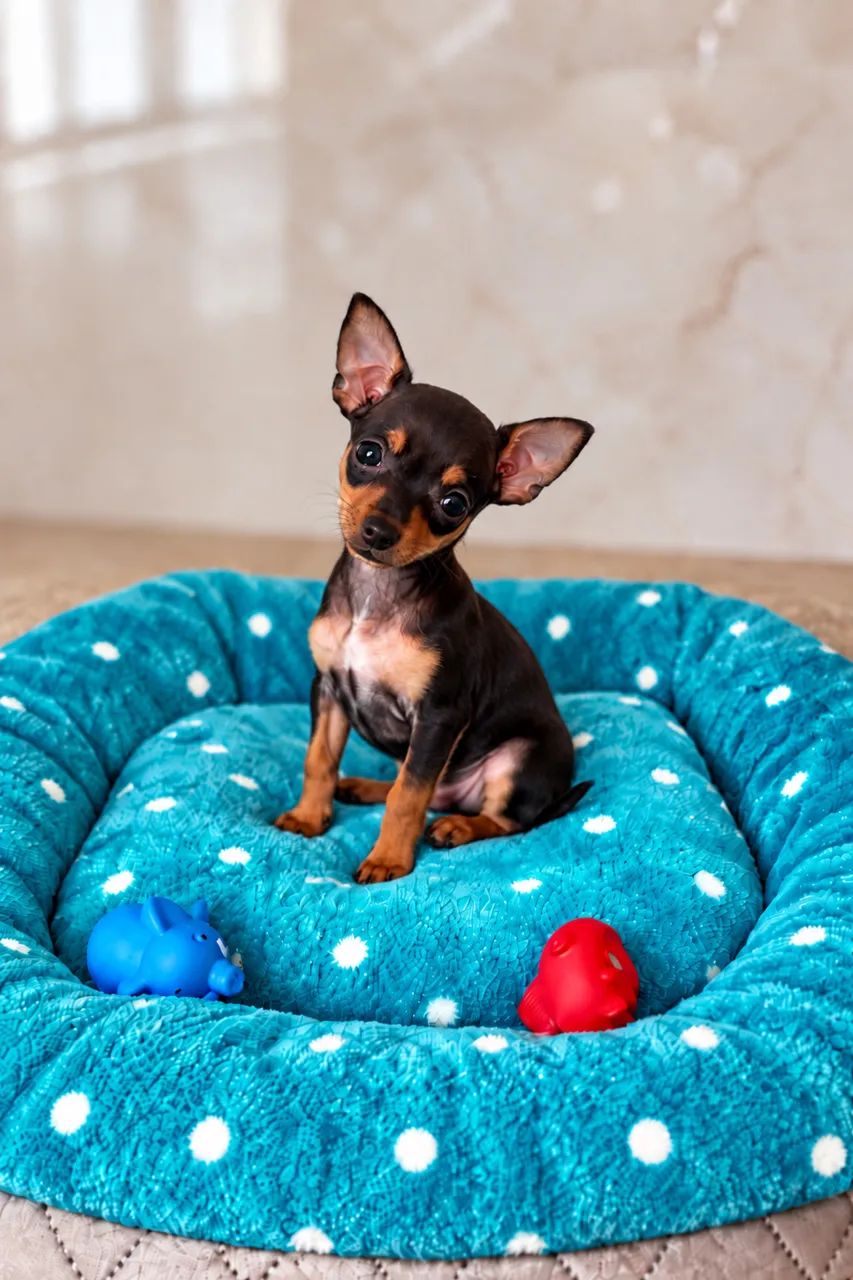 Pinscher zerinho machinho  - Foto 2
