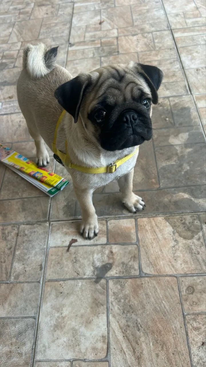 Filhote PUG - Foto 2