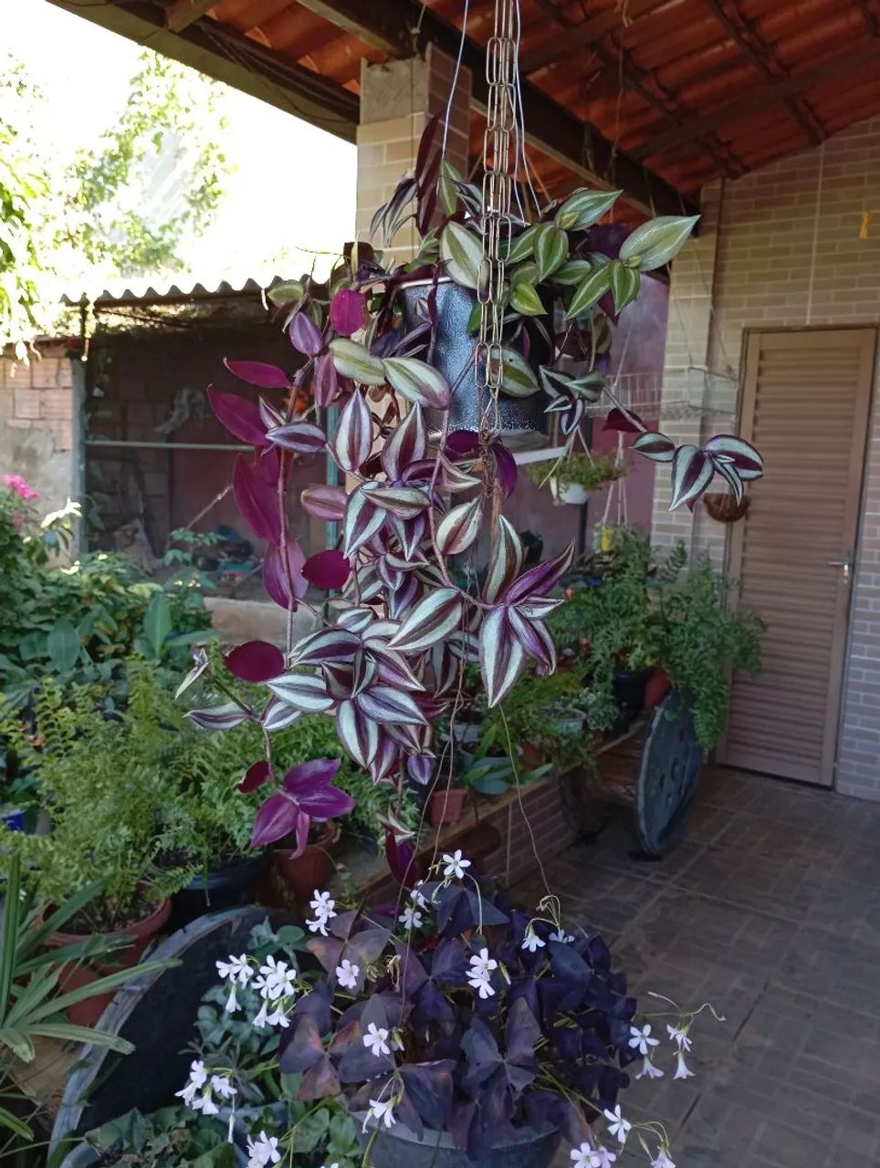 Sementes e plantas 