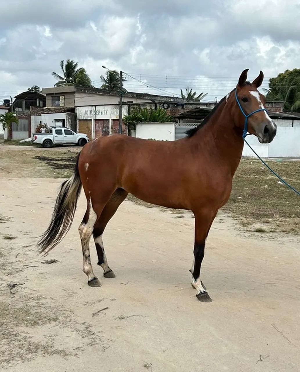 POTRO PAMPA REGISTRADO  - Foto 5