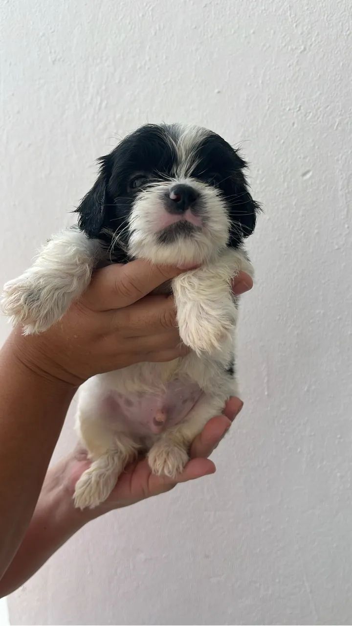 Cachorro - Shitzu  - Foto 5