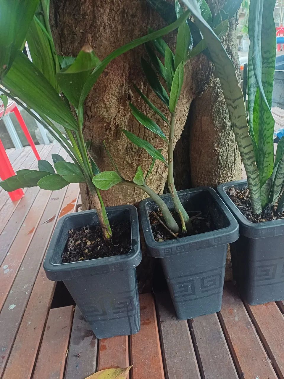Vasos com plantas 