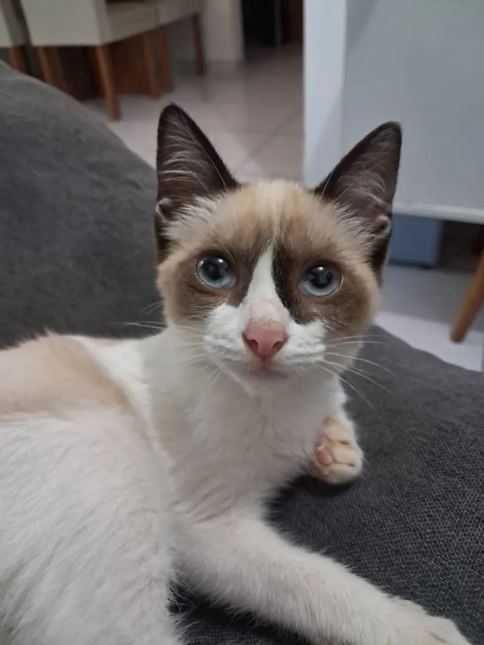 Gatinha para adoção 