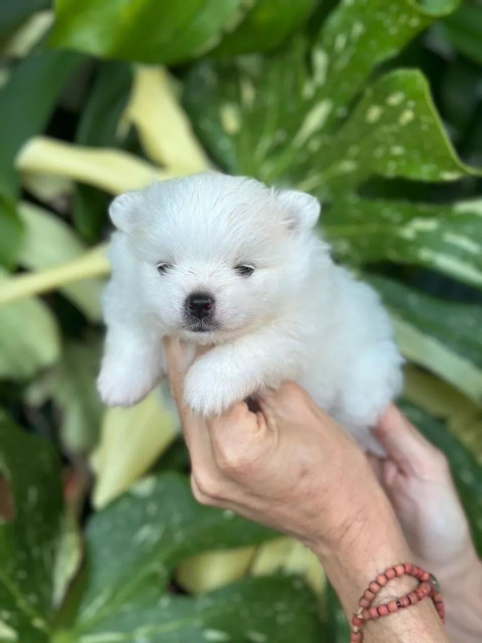 Lindo e encantador  spitz macho