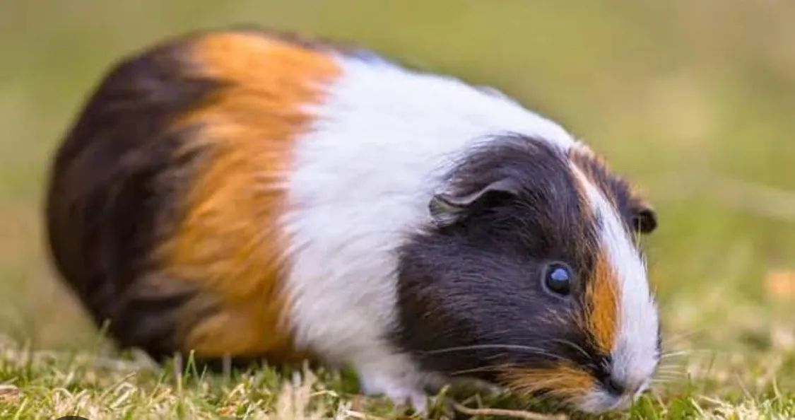 Porquinho da índia inglês pelo liso  - Foto 5