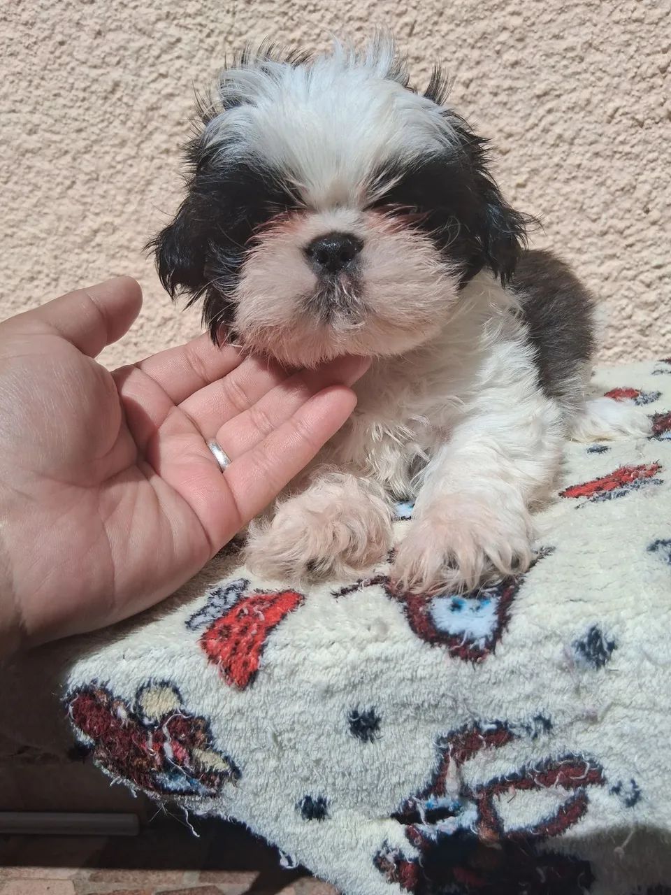 Shitzu perfeito! - Foto 4